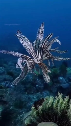 43 reactions · 3 comments | Feather starfish dancing for the camera . Like and tag an ocean lover in the comments❤ . Shot by @_bugdreamer_ . Follow @scubapilgrim for more! Follow @scubapilgrim for more! . Want to learn Underwater Photography? . Use the link below or in our bio to get a free Underwater Photography course! . bit.ly/Underwaterphotography bit.ly/Underwaterphotography | scubapilgrim | Facebook