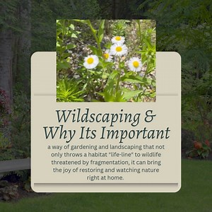 Join us for the Wildscaping for Wildlife: Virtual Education Series, a six-part exploration into the world of Wildscaping – where nature meets landscaping and the importance of planting with native plants starting Monday, October 21st! Register today at https://loom.ly/EeX9BY8 #wildscape #njwildlife #nature #naturelovers | Woodford Cedar Run Wildlife Refuge