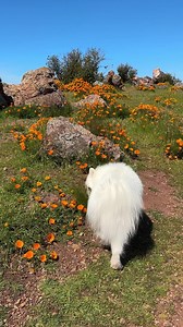 California wildflowers are popping right now! 🥰 #wildflowers #poppies #hikingwithdogs | Coconut Rice Bear