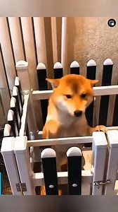 16K views · 355 reactions | affection and loyalty of pets ❤️ | Exotic Planet | Facebook