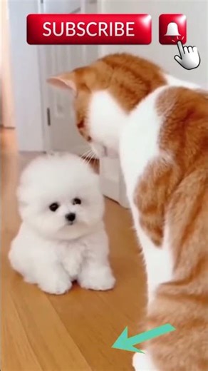 funny cat punching dog 🤦