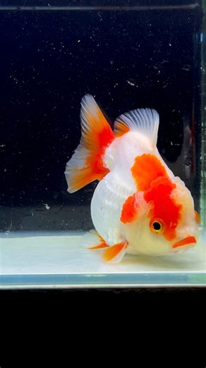 This one is a stunner. When this face explodes to our signature Oranda Wen growth as it matures the patterns will make it extra special. Young Oranda #pet #oranda #Goldfish #aquarium | The Koi and Goldfish Factory