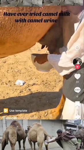 In Islam, when you have a skin disease or boil or itching for medication, you drink camel urine, that's literally ◀️ ▶️The use of camel urine as medicine has its basis in several hadiths, but it is important to read them in context. Here are the references:◀️ ▶️Hadith References◀️↘️ ▶️ Sahih Bukhari, Vol. 1, Book 82, Hadith 794: Mentions the use of camel urine as a medicine for diseases, particularly skin diseases.◀️ ▶️Sahih Muslim, Book 26, Hadith 5592: Mentions the use of camel urine for disea