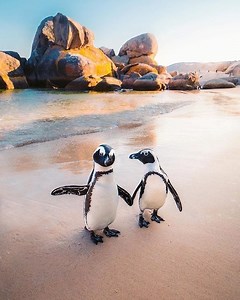 Boulders Beach Cape Town - Secret Cape Town