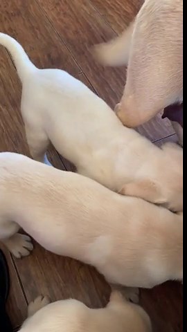 Labrador puppies ready now