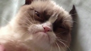 The world's grumpiest cat?