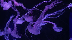 1K reactions · 112 shares | Do you remember what these jellyfish were...