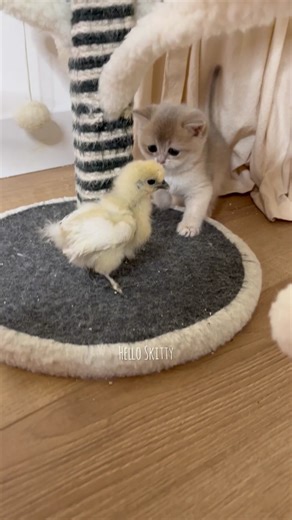 Funny cute kitten 😆 #cat #cats #kitten #chicks #ducklings #foryou #fyp #virals #reelsfb #reels #funny #funnypets #pets #funnyshorts | Hello Skitty