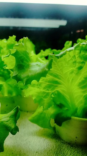 Deep water culture | Hydroponics Garden Supply