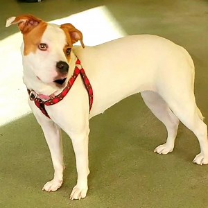 41 reactions · 11 shares | An adoption message from Lil' Bit!!! | Humane Society of the Nature Coast | Facebook