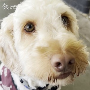 12K views · 637 reactions | It's time for those very cute videos and cockapoo Franky is getting us underway with a little 'boop'  Also featuring Seeker working out a Kong, hearing dog Brie and Labrador Marlon having fun at the beach, Hester and River keeping their eyes on the tasty prize, and much more  | Hearing Dogs for Deaf People | Facebook