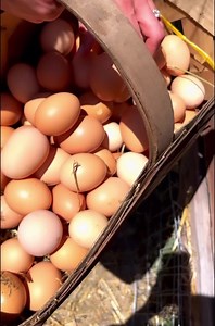 24 reactions | Looking for farm fresh eggs? 讀 讀From your local...
