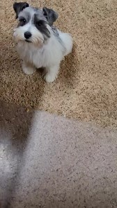 My beautiful Aspen | Richmond Kennel