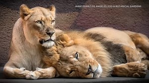 LA Zoo lions described as 'inseparable couple' euthanized together due to declining health
