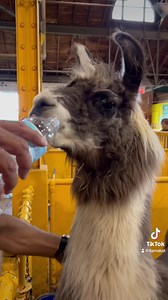 Wylie staying hydrated at the NYS Fair a couple weeks ago | Dakota Ridge Farm, LLC