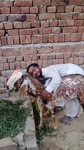 Qurbani k bakra se Malek Juda emtional #qurbanikabaqra #Qurbani ##emotional #EidulAzha | Burners boys