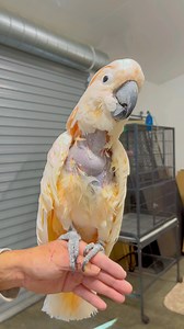 Hi Micah! 🥰 | Straw Hat Parrots