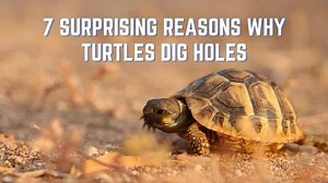 Why Do Turtles Dig Holes? 7 Surprising Reasons Your Turtle Is Digging Holes