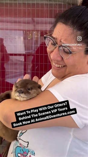 67K views · 666 reactions | Want To Play With Our Otters? Hug One? Behind The Scenes VIP Tours - Book Now at AnimalEDventures.com | Animal EDventure Park & Safari | Facebook
