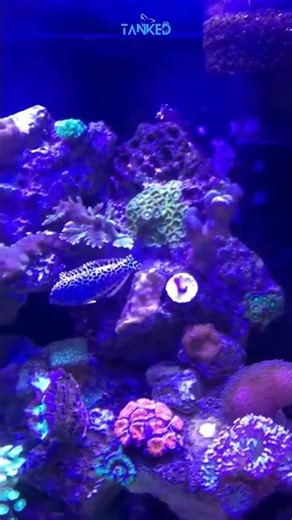 Leopard Wrasse 🐆🐟| TANKED IND | @tanked_ind