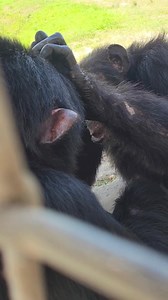 The chimps at our sanctuary live in large family groups on 12 separate 3-acre islands. However, most of our residents lived alone in small confined cages for decades before they came to us. The islands give the chimps choices and control over their own lives, something many of our residents had never experienced. An enriched outdoor environment allows the chimps to roam, visit with friends, bask in the sun, or curl up in the shade. These freedoms provide them with the dignified and peaceful reti