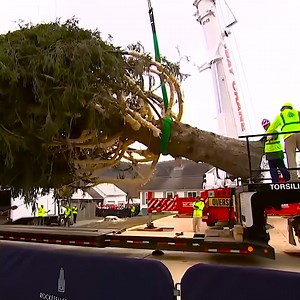 2.1K views | Huge oak tree with crane | Ristorante pizzeria trattoria Celestino | Facebook
