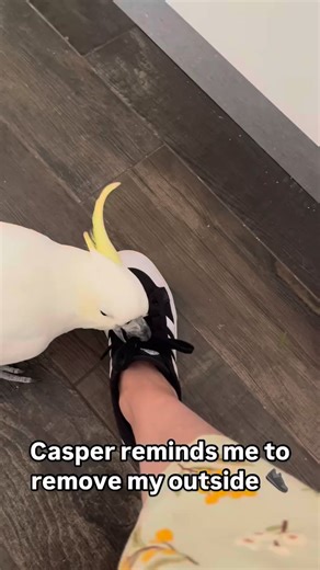 #cockatoodance #pet #parrot #umbrellacockatoo #whiteparrot #talkingparot #bird #moluccan #foryoupage | birdcockatoo