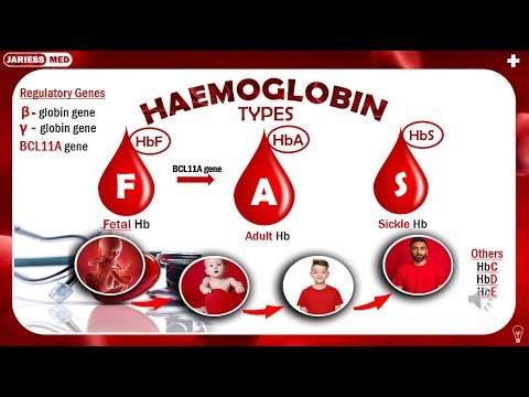 Haemoglobin Types: Fetal, Adult, & Sickle Hb