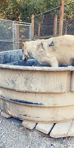 2.4K views · 238 reactions | We are in need for new pools for the...