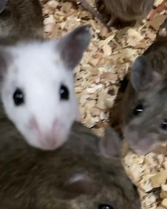 1.3K views · 17 reactions | African soft fur rats available! From pinky-adult! #softfur #metrodetroitreptiles #detroitreptiles | The Road Show | Facebook