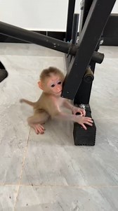 Babe Jenna Grow Up Fast & Can Walk Wella | Monkey Dodo