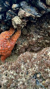 7.3K views · 60 reactions | Seastar and mussels along the Oregon coastline. #oregoncoast #oregonexplored #pacificocean #beach #GodIsGreat | Trent Olson | Facebook