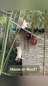 Doggo by Birth, Feline by Choice!✨️😄 | Alex Cattery House