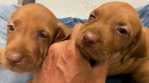 Our two female Vizsla pups | Big Country Kennel & Outfitters