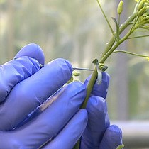 Phloem Sap Sampling from Brassica napus for 3D-PAGE of Protein and Ribonucleoprotein Complexes