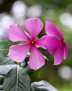 Rose Periwinkle | My Beautiful Garden