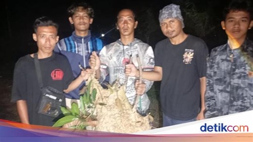 2 Sarang Tawon Vespa di Klaten Dievakuasi Usai Serang Pak RT dan Warga
