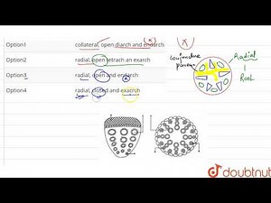 Vascular tissue of monocot root is