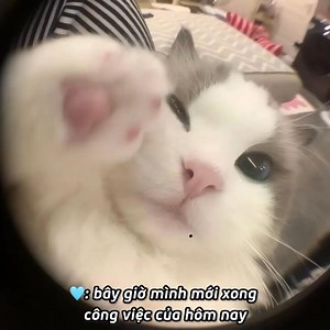 5K views · 460 reactions | dạo này jimin bận nhiều việc nên lâu lắm rồi mới được cổ voice chúc ngủ ngon. đi làm cả ngày như vậy còn hẹn sáng mai dậy nói chuyện với chúng mình nữa, yêu chiều cứ như là người yêu í nhỉ. nếu dậy được thì dậy nha, không thì cứ nghỉ ngơi cho tốt nha em bé 梁﫳 | Yu Jimin ôm mèo con. | Facebook