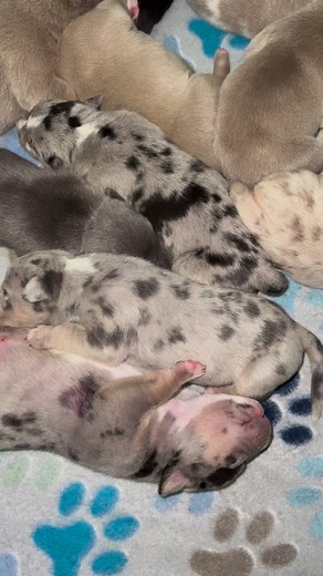 28K views · 975 reactions | Look at them full baby belly’s 女 | Desmon Chatman | Facebook