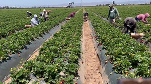 Pisca de fresa en Santa Maria California! 🇺🇸🇲🇽 pura gente trabajadora! Saludos💯🤙 | Adan Mendoza