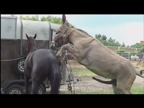 THIS IS HOW MULES ARE CONCEIVED/BREED