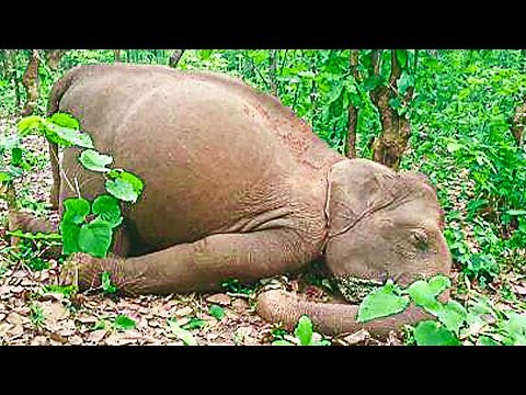 Elephant herd travel 12 hours to mourn human who rescued them