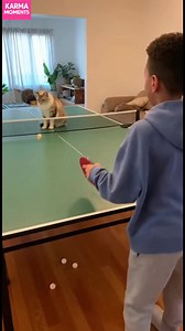 38K views · 118 reactions | Cat's Ping Pong Challenge Ping pong with a cat? This boy gives it a try! #fblifestyle #AI Generated using Kling AI . . . (For entertainment purposes only. Consult professionals if guidance on activities is presented. No brand affiliation is implied if any are shown. If inspired by true events, creative adaptations may be included. Content may include public footage.) | Fabiosa India | Facebook
