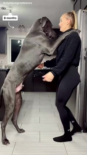 Mums dance skills, 010! 🤣 #greatdane #olympusgreatdanes #sexyback #dancechallenge #dancer | Olympus Great Danes