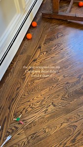 6.4K views · 1.1K reactions | whelp….the oranges  didn’t stand a chance… #pigsofinstagram #englishcountrystyle #holidaydecor #livingroomdecor #englishcountry #pigsaspets #pigsaspets | caleysvensson | Facebook