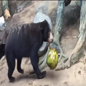 43K views · 365 reactions | Sun Bear Try To Eat Coconut - Animals Secret | Animals Secret | Facebook