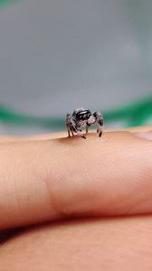 18K views · 1.1K reactions | Cleaning  Phidippus Regius Male #arachnids #animals #animalplanet #cute videography#cuteanimals #discover #explore #foryou #insects #jumpingspiders #jumpingspider #love #macro #phidippusregius #regaljumpingspider #salticidae #spidersofig #spiders #pets #wildlife #petsofinstagram #exoticpets #petlover #reels #nature #reptiles | Danie's Arachnids | Facebook