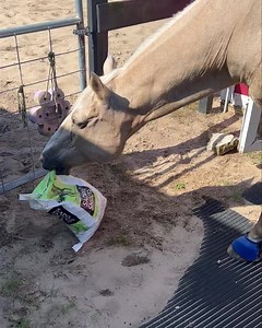 51 reactions | Give… me… the… treats!!! | DreamCatcher Horse Rescue | Facebook