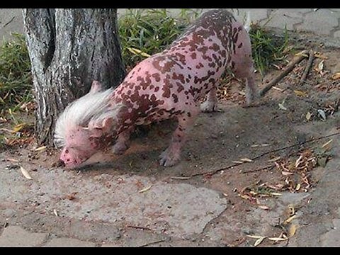 18 Genetically Modified Organisms You Don't Know About